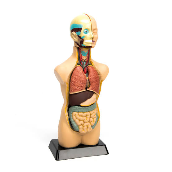 Human Torso Model 11pcs 50cm