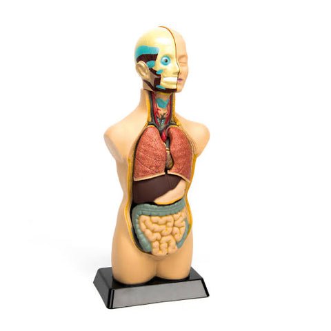 Human Torso Model 11pcs 50cm