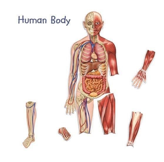 Double sided magnetic human body.