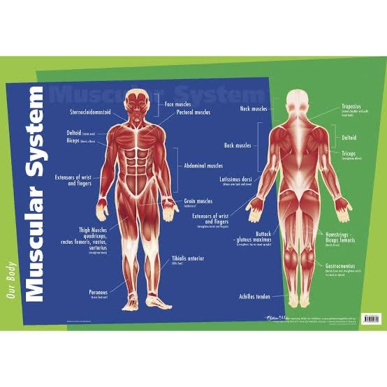 Human Body Muscular System - Wall Chart