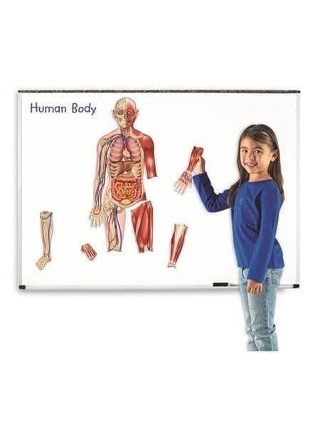 Double sided magnetic human body.