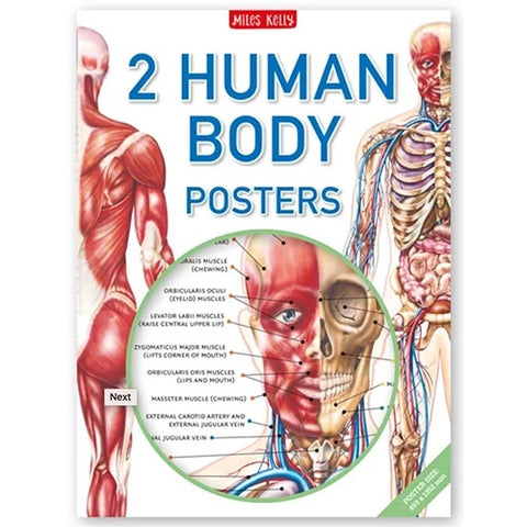 Human Body Poster